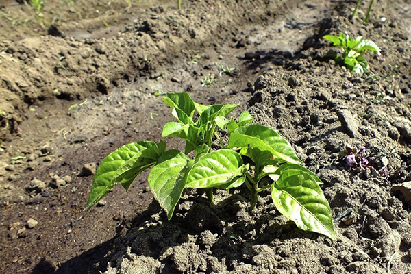 Peper na het planten in de volle grond