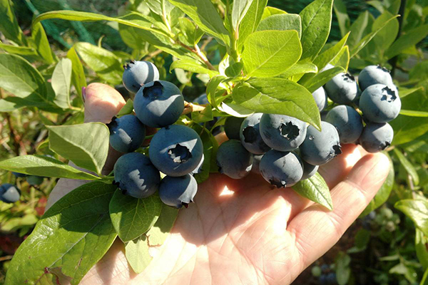 Ripe berries on a blueberry bush