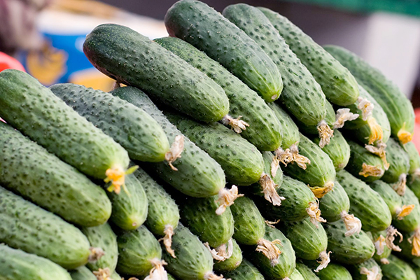 Marinda cucumber harvest