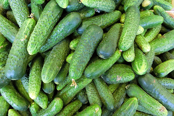 Marinda cucumber harvest
