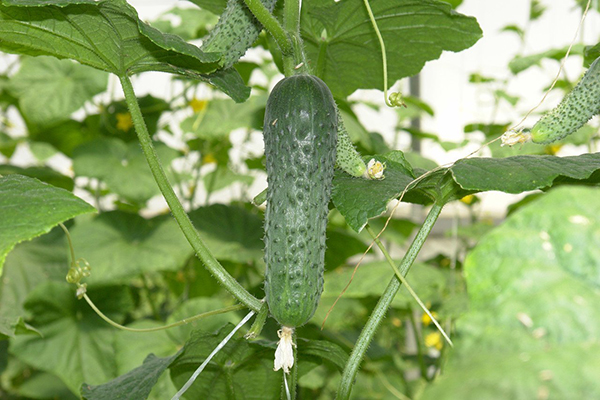 Growing cucumbers of the Marinda variety