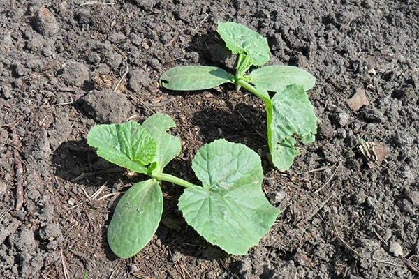 Cucumbers after planting in open ground