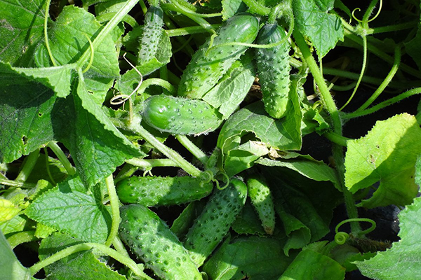 Growing cucumbers Marinda
