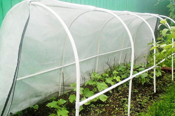 Greenhouse for cucumbers with a frame made of plastic pipes