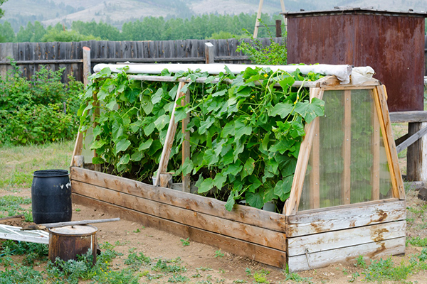 Wooden greenhouse for cucumbers