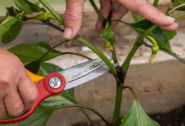 Removing stepchildren from a pepper bush with scissors