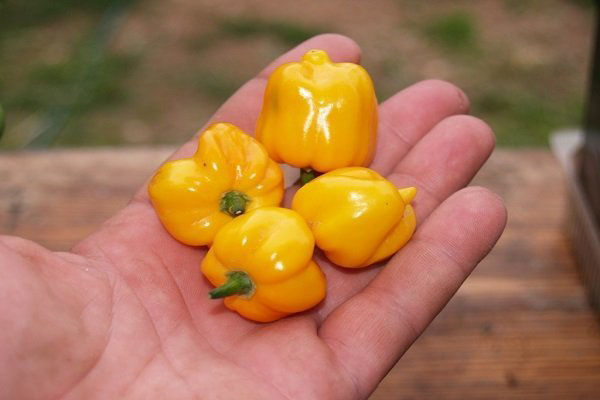 Habanero Fataly Pepper Fruit