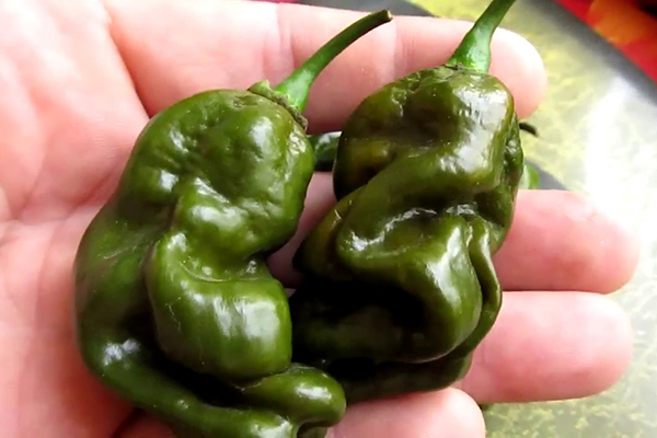 Trái ớt xanh Habanero