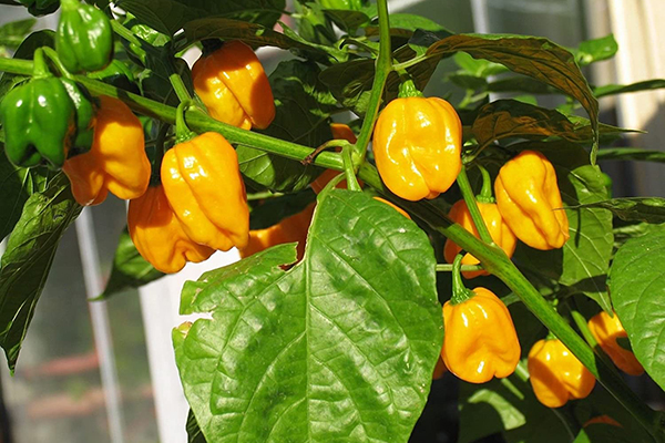 Habanero Big Sun Peppers kweken