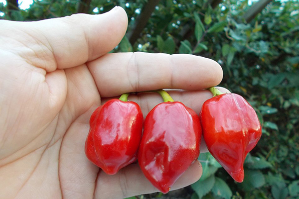 Ớt đỏ Caribê Habanero