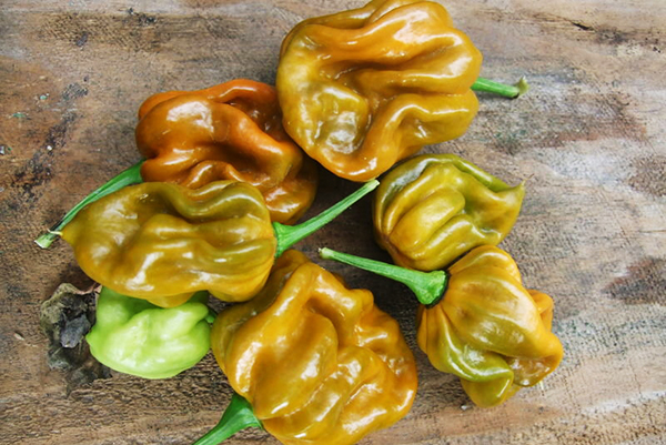 Habanero Mustard Pepper Fruit