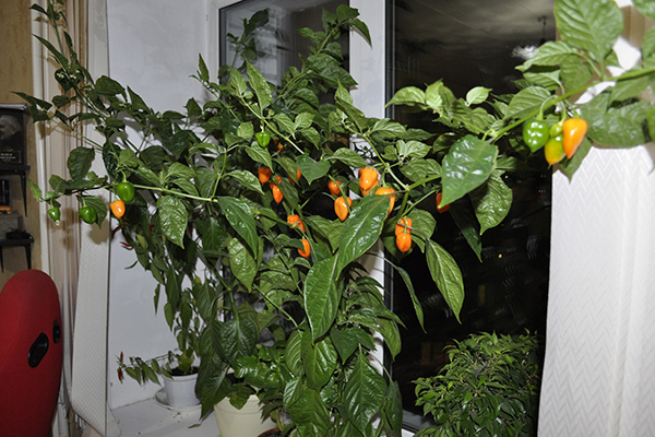 Trồng ớt habanero tại nhà