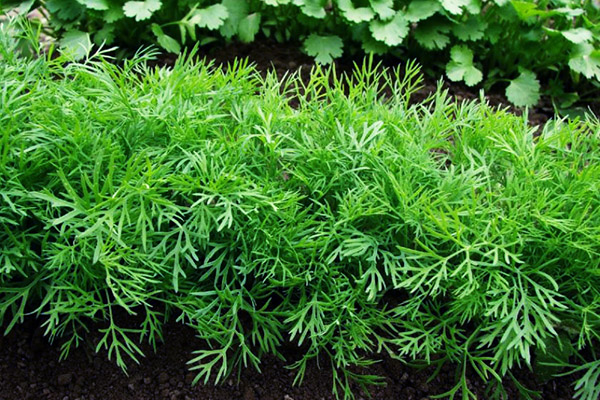 Dill bed
