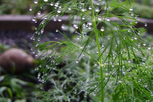 Dill in drops of water