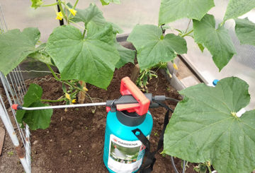 A container with a nutrient solution for foliar feeding of cucumbers