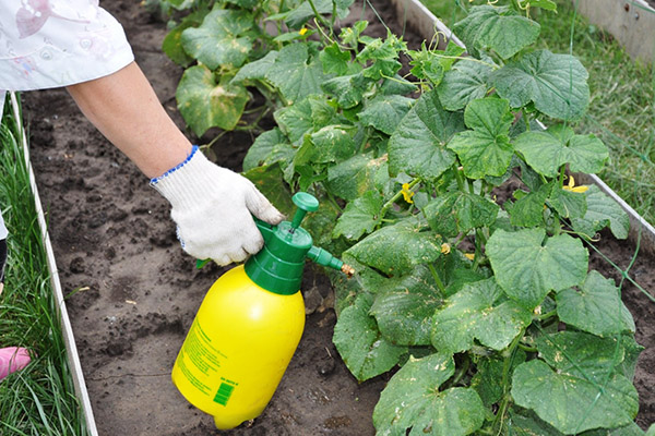 Top dressing of cucumbers by leaf