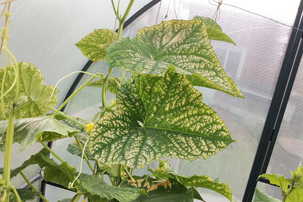 Chlorosis of cucumbers in the greenhouse