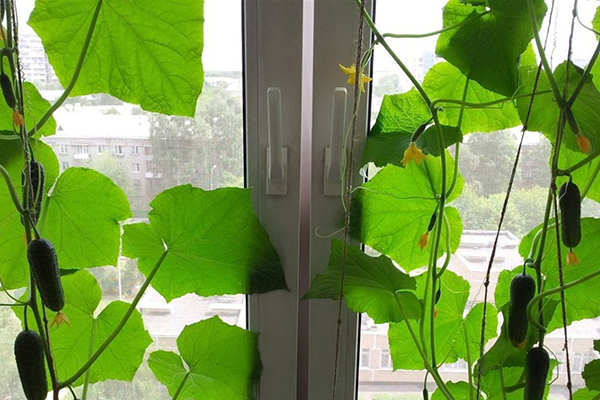 Growing cucumbers on the windowsill