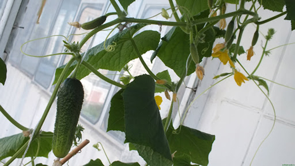 growing cucumbers in an apartment on a windowsill
