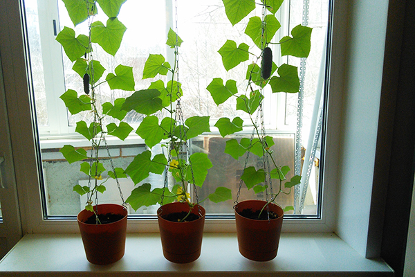 Cucumbers in hanging pots on the windowsill