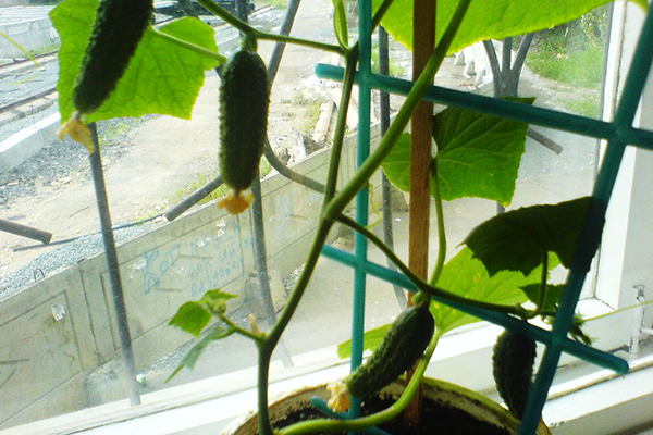 Cucumbers on a support-ladder on the windowsill