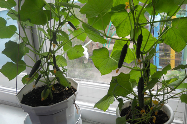 Cucumbers in pots on the windowsill