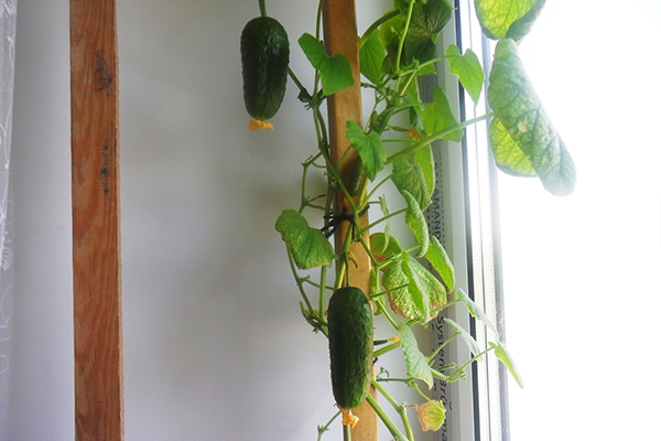 Tapestry for cucumbers on the windowsill