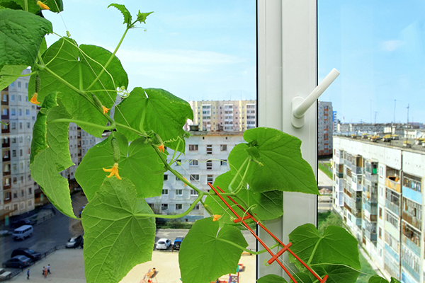 Growing cucumbers on the windowsill of a city apartment
