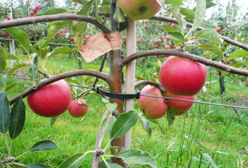 Strumpeband av ett fruktande äppelträd