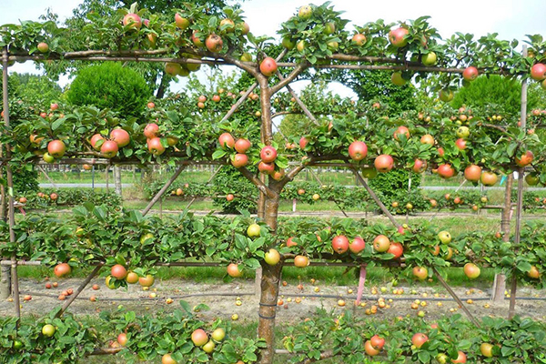 Apple tree on a trellis