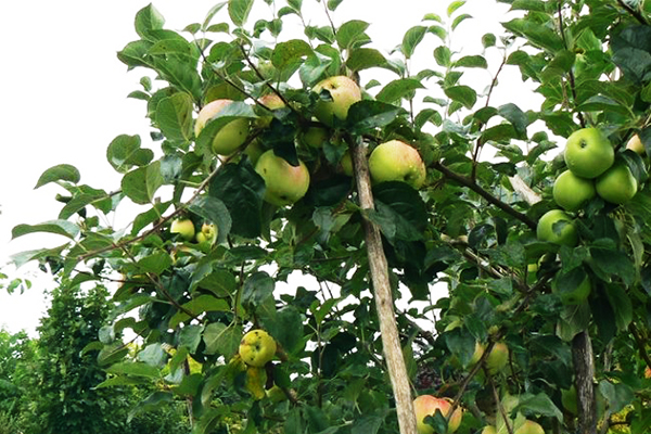 Support for a branch of a fruiting apple tree
