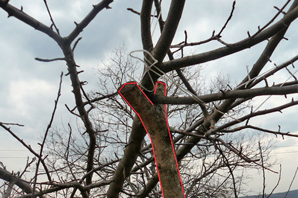 Forked apple tree support