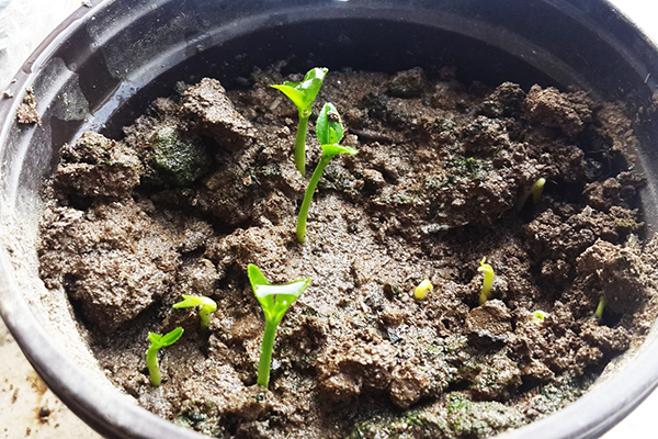 Sprouted orange seeds in a pot