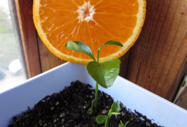 Odla en apelsin från ett frö