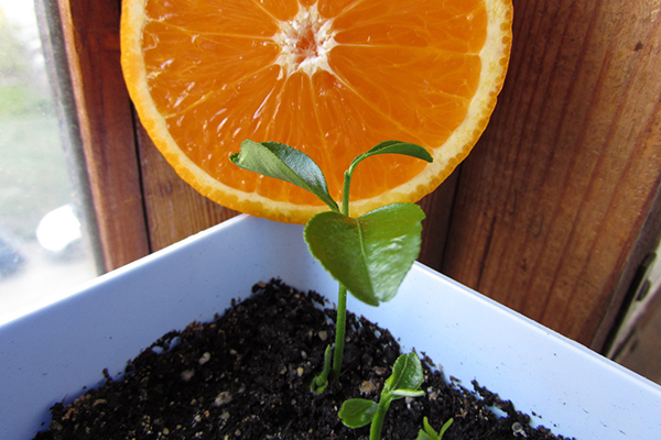 Growing an orange from a seed