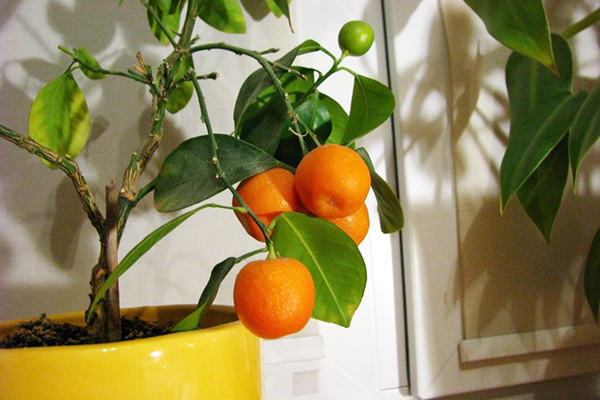 Orange tree in a pot