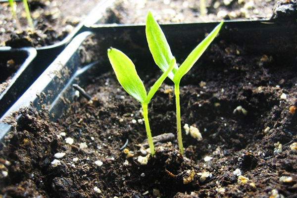 Pepper sprouts