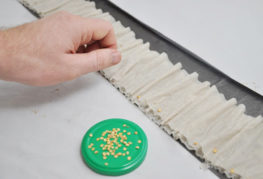 Gieo hạt tiêu nảy mầm trong ốc sên