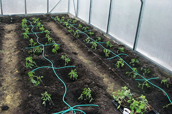 Tomater efter plantering i växthuset