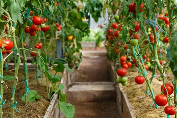 Frukter tomater i växthuset