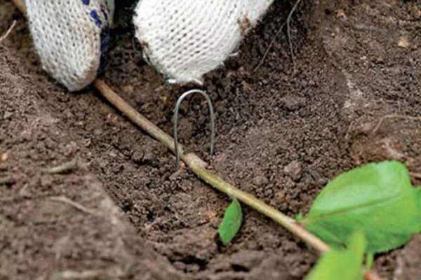 Voortplanting van bosbessen door gelaagdheid