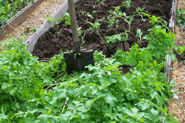 Groenbemester inleggen in de grond