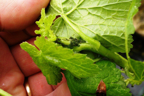Black aphid on a gooseberry shoot