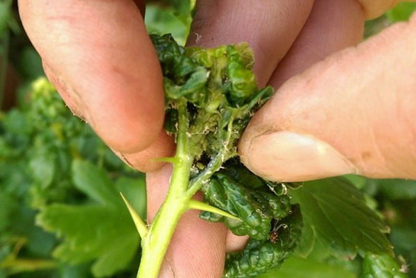 Removal of aphid shoots