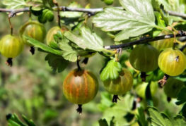 Gooseberry fruit on a bush