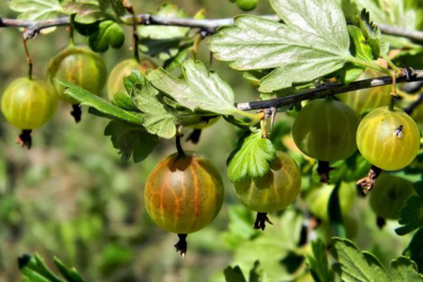 Плодове от цариградско грозде на храст