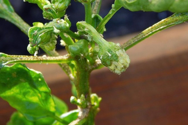 Aphids on pepper