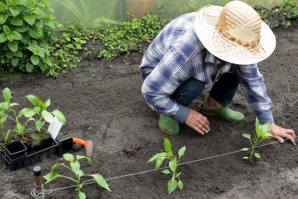 Plantar plántulas de pimiento