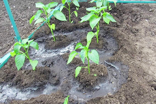 Regar los pimientos después de plantarlos en el jardín.