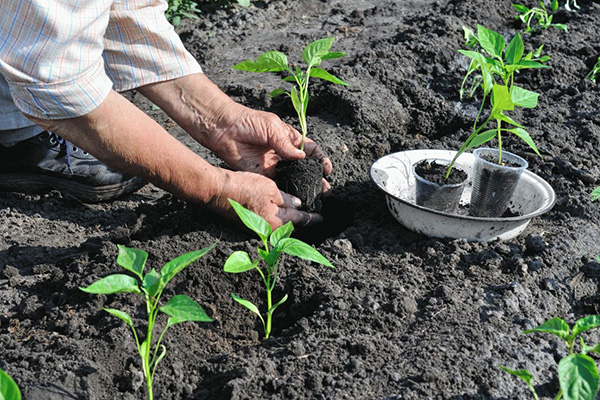 Plantar plántulas de pimiento en campo abierto.